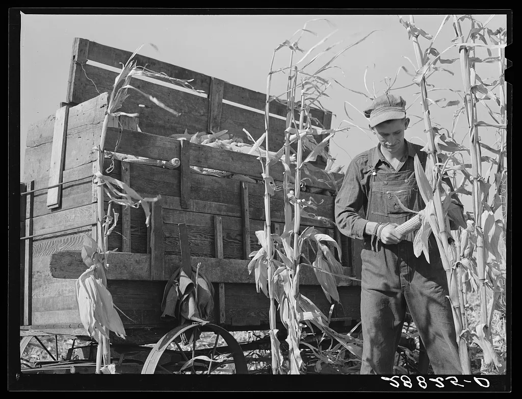 Eugene Crouse, champion cornhusker. Grundy County, Iowa, 1939