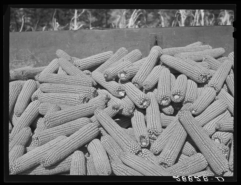 [Untitled photo, possibly related to: Corn ears. Grundy County, Iowa], 1939