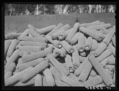 [Untitled photo, possibly related to: Corn ears. Grundy County, Iowa], 1939
