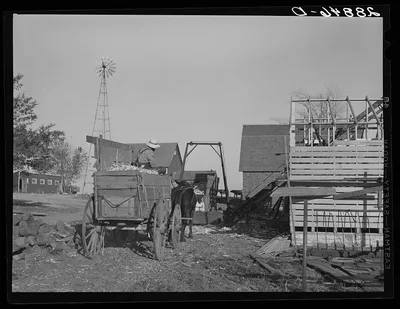Bringing in corn from the field. Grundy County, Iowa, 1939