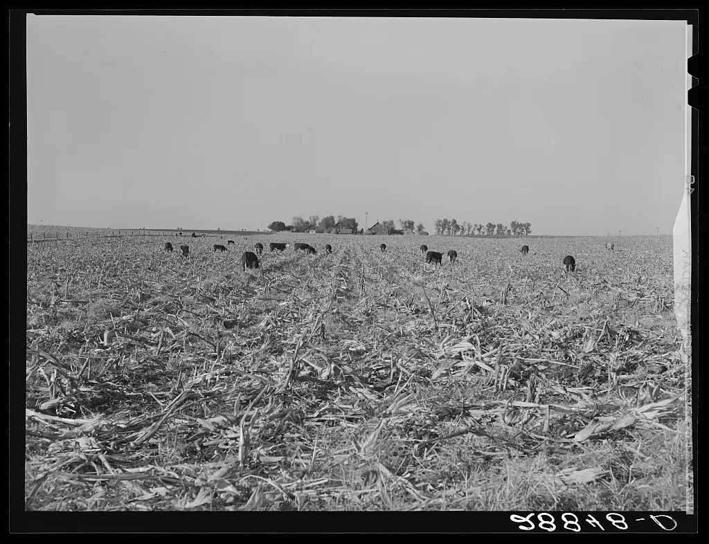 [Untitled photo, possibly related to: Cows eat corn left in the field…, Iowa, 1939