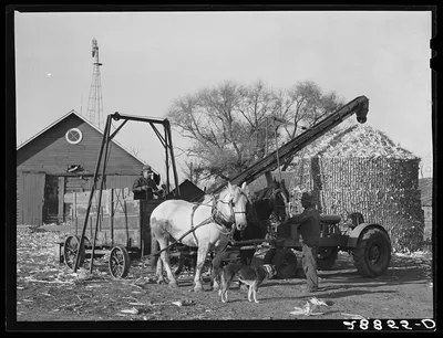 Corn is brought in from the field for storage in temporary crib.…, Iowa, 1939