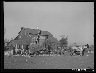Storing corn during harvest. Grundy County, Iowa, 1939