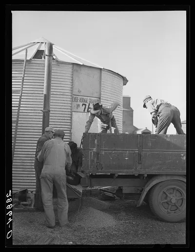 Storing corn in ever-normal granary bins. Grundy Center, Iowa, 1939