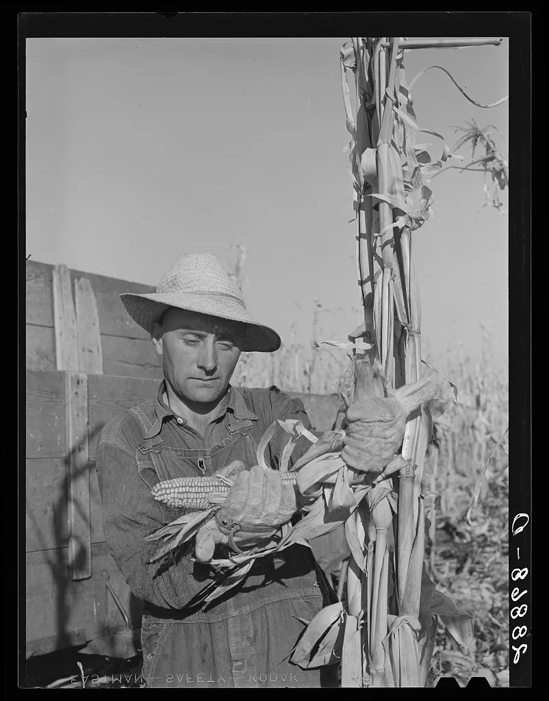 Husking corn. Grundy County, Iowa, 1939