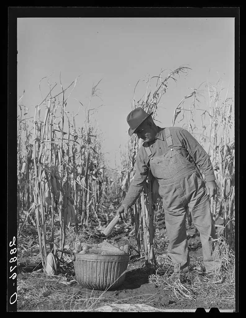 [Untitled photo, possibly related to: Fred Ukro with corn husked for…, Iowa, 1939
