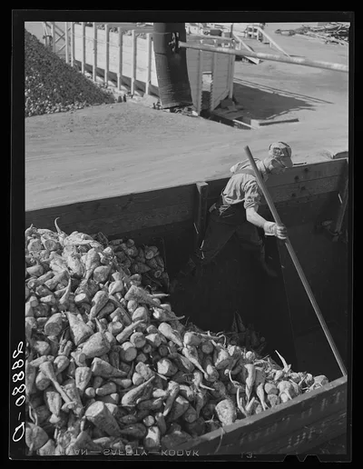 [Untitled photo, possibly related to: Unloading sugar beets at…, Colorado, 1939
