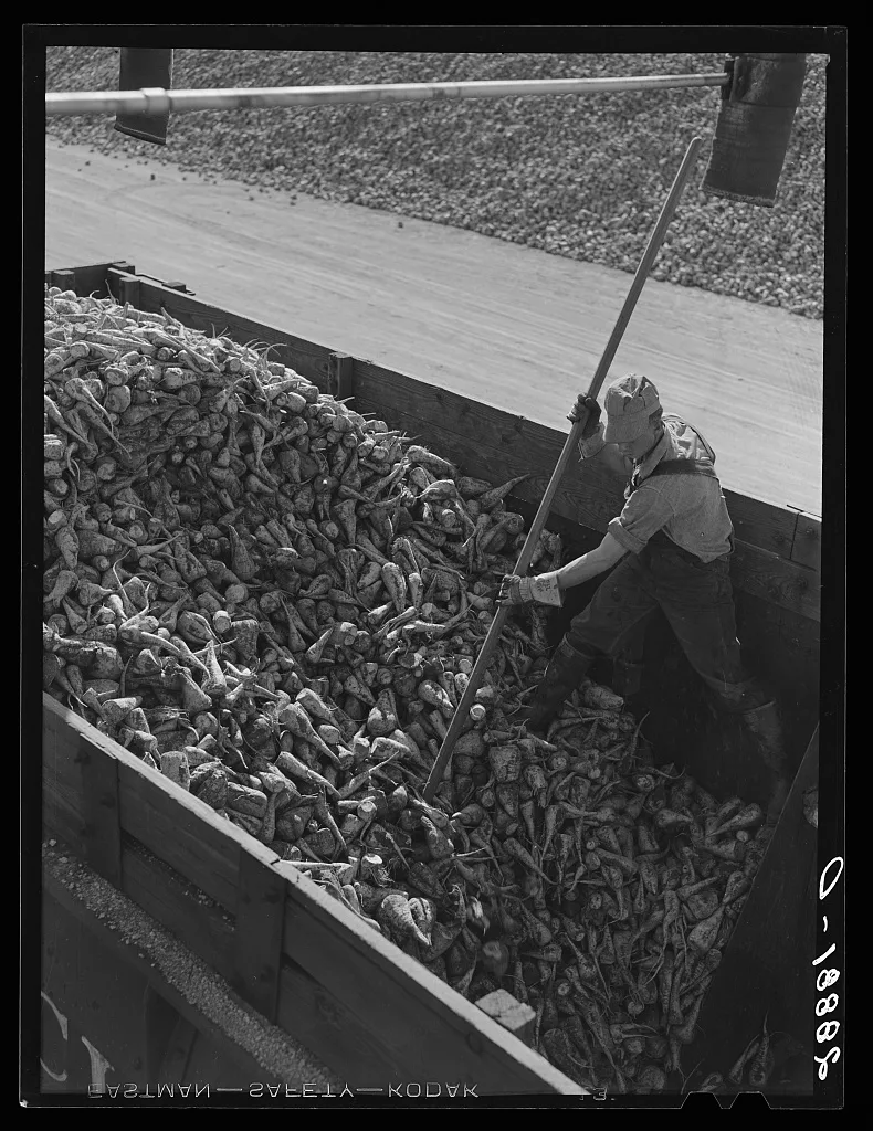 Unloading sugar beets at factory. Brighton, Colorado, 1939