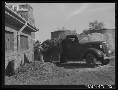 Farmer buys sugar beet tops for feed. Brighton, Colorado, 1939