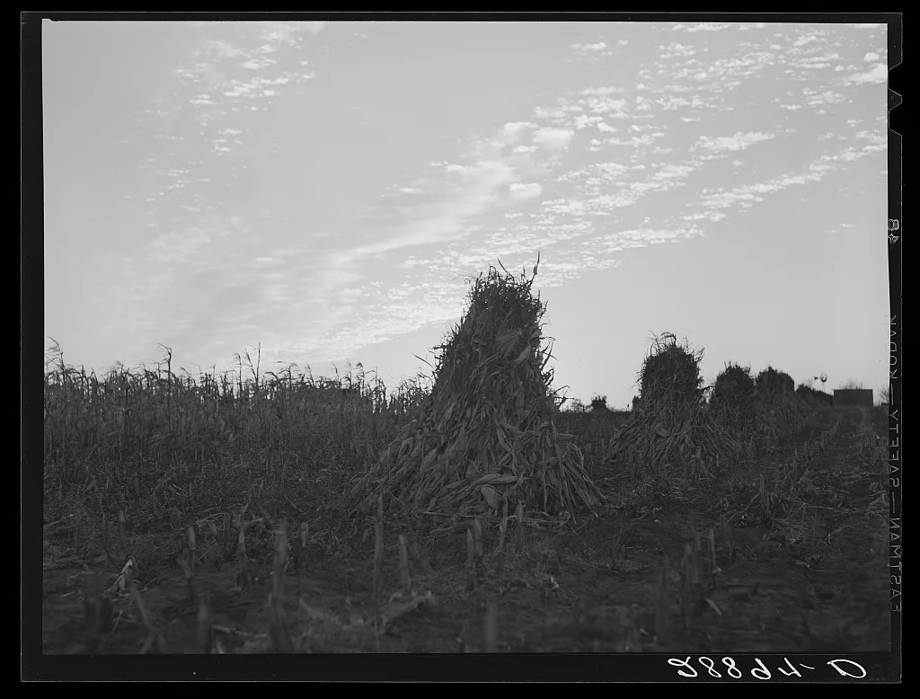 [Untitled photo, possibly related to: Shocks of corn. Pettis County,…, Missouri, 1939
