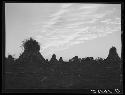 Shocks of corn. Pettis County, Missouri, 1939