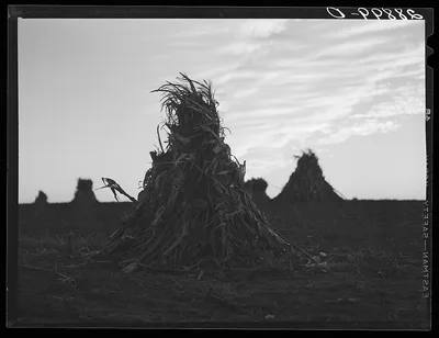 [Untitled photo, possibly related to: Shocks of corn. Pettis County,…, Missouri, 1939