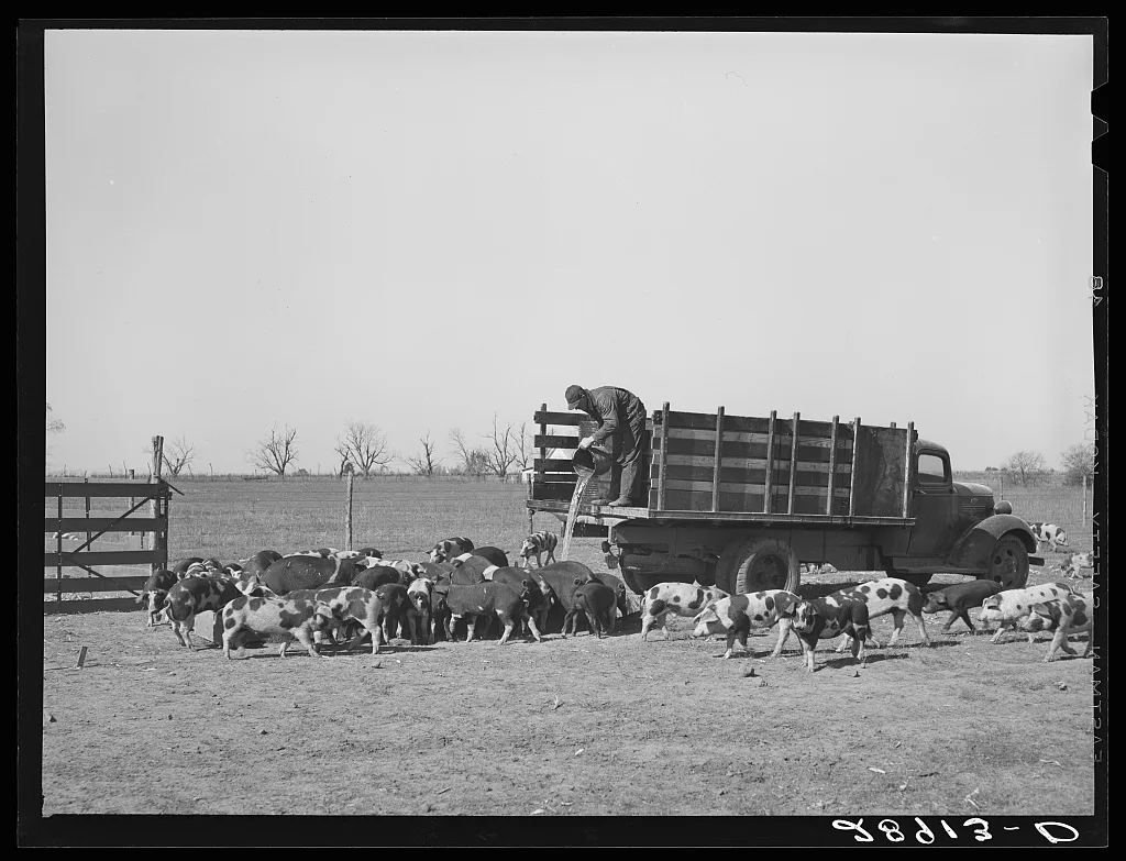Cooperative farms are stocked with the highest grade of livestock.…, Missouri, 1939