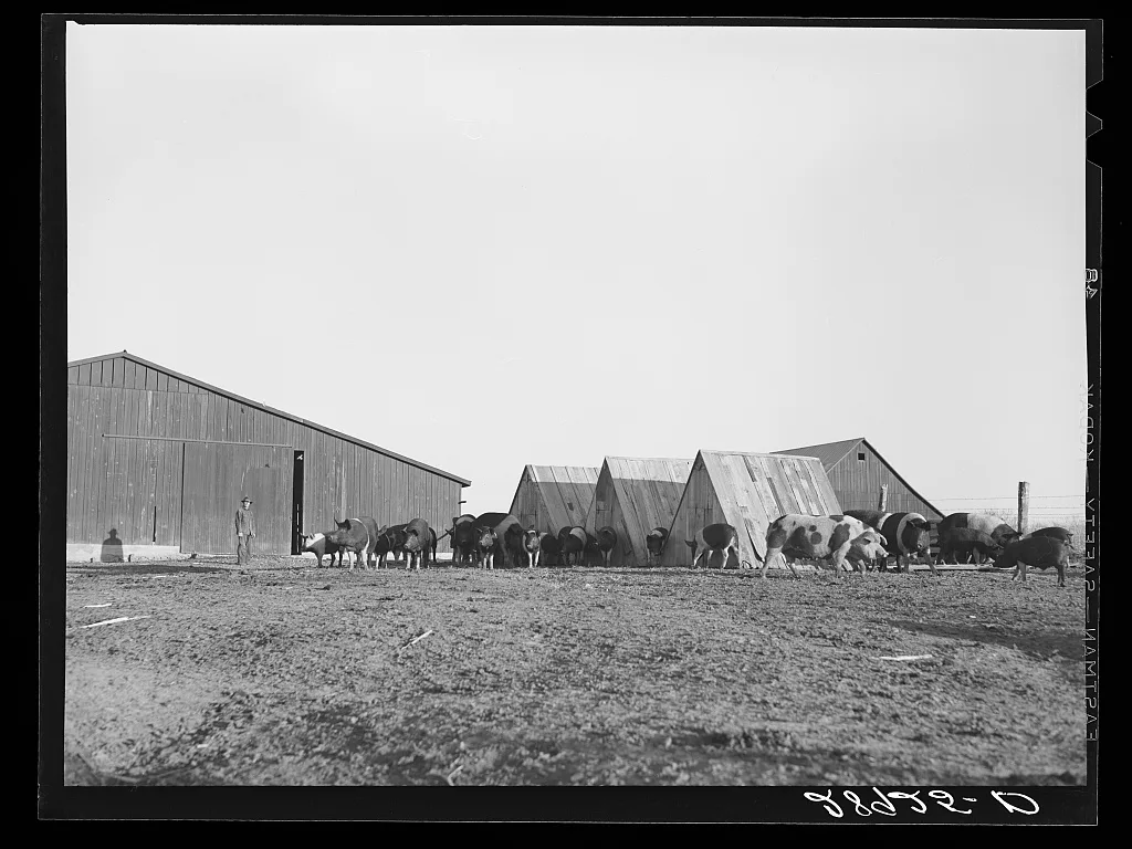 Hogs at Bois d'Arc cooperative. Osage Farms, Missouri, 1939