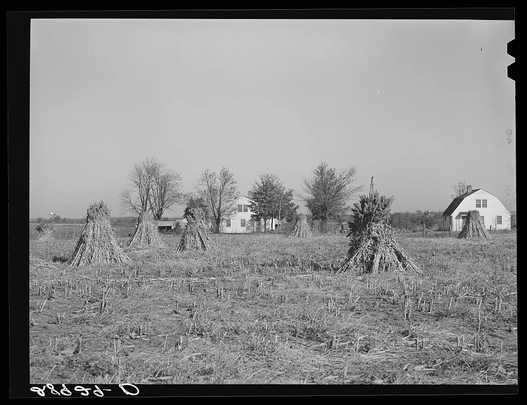 Largo is a major feed crop on the Bois d'Arc cooperative farm. Osage…, Missouri, 1939