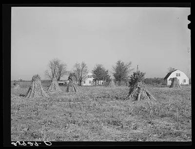 Largo is a major feed crop on the Bois d'Arc cooperative farm. Osage…, Missouri, 1939