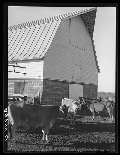 Part of the dairy herd at Bois d'Arc cooperative. Osage Farms,…, Missouri, 1939