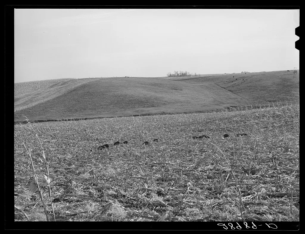 Hogs eat corn left in field by mechanical corn picker. Marshall…, Iowa, 1939