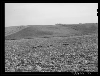 Hogs eat corn left in field by mechanical corn picker. Marshall…, Iowa, 1939