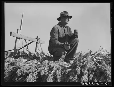 Sorgo is fed to Hereford cattle. Bois d'Arc Cooperative. Osage Farms,…, Missouri, 1939