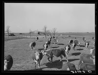 [Untitled photo, possibly related to: Some of the 108 cattle being…, Missouri, 1939