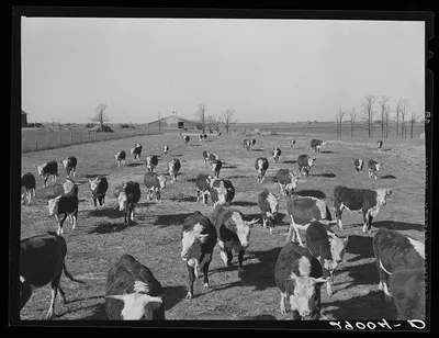 Some of the 108 cattle being fattened at the Bois d'Arc Cooperative…, Missouri, 1939