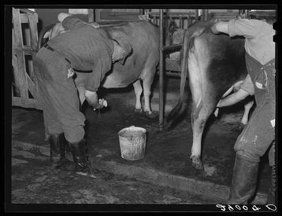 Cows are washed before milking machines are attached. Bois d'Arc…, Missouri, 1939