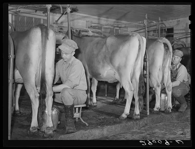 Accurate records are kept of each cow's milk production. Hillview…, Missouri, 1939