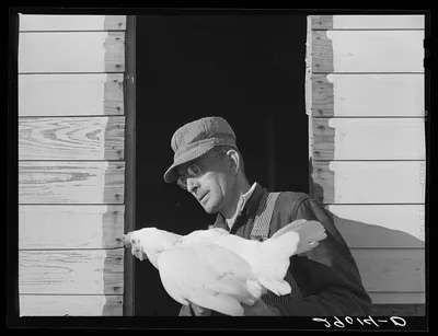 One man devotes his full time to caring for the poultry at the Bois…, Missouri, 1939