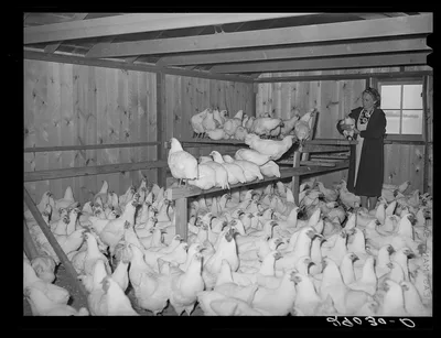 Mrs. Fred Maschman with some of her 390 Leghorn pullets. Iowa County,…, 1939
