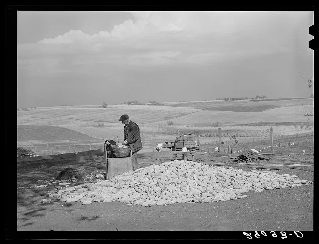 Fred Maschman, TP client, shells some of the corn grown on his new…, Iowa, 1939