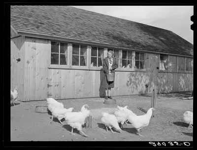Mrs. Maschman feeds chickens in front of poultry house which she and…, Iowa, 1939