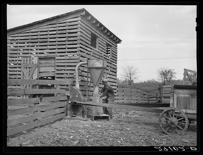 Photograph from Missouri: Grinding corn for feed. Boone County, Missouri