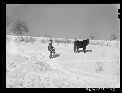 [Untitled photo, possibly related to: Horse on Ira Ison's farm. Ross…, Ohio, 1940