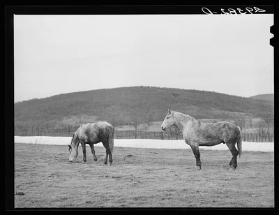 Horses grazing. Frederick County, Virginia, 1940