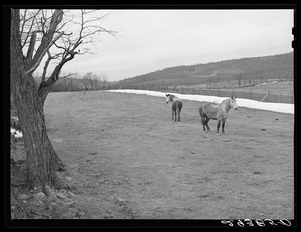 Farmland. Frederick County, Virginia, 1940