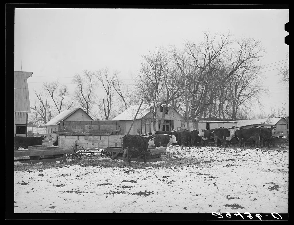 Cattle in feedlot. Grundy County, Iowa, 1940