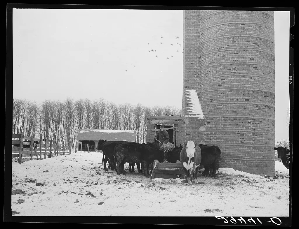 Feeding cattle. Grundy County, Iowa, 1940