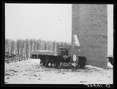 Feeding cattle. Grundy County, Iowa, 1940
