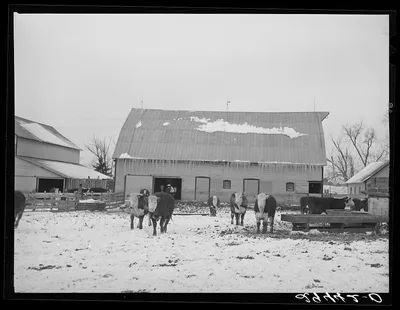 [Untitled photo, possibly related to: Cattle in feedlot. Grundy…, Iowa, 1940