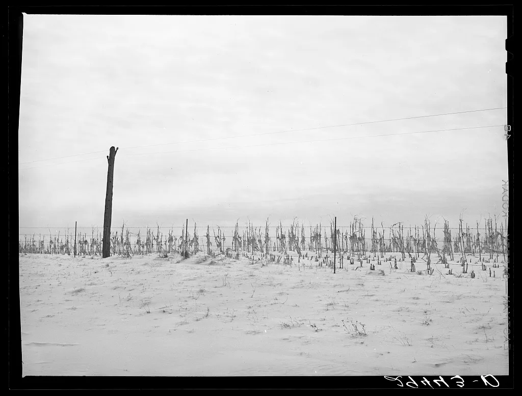 Cornfield. Grundy County, Iowa, 1940