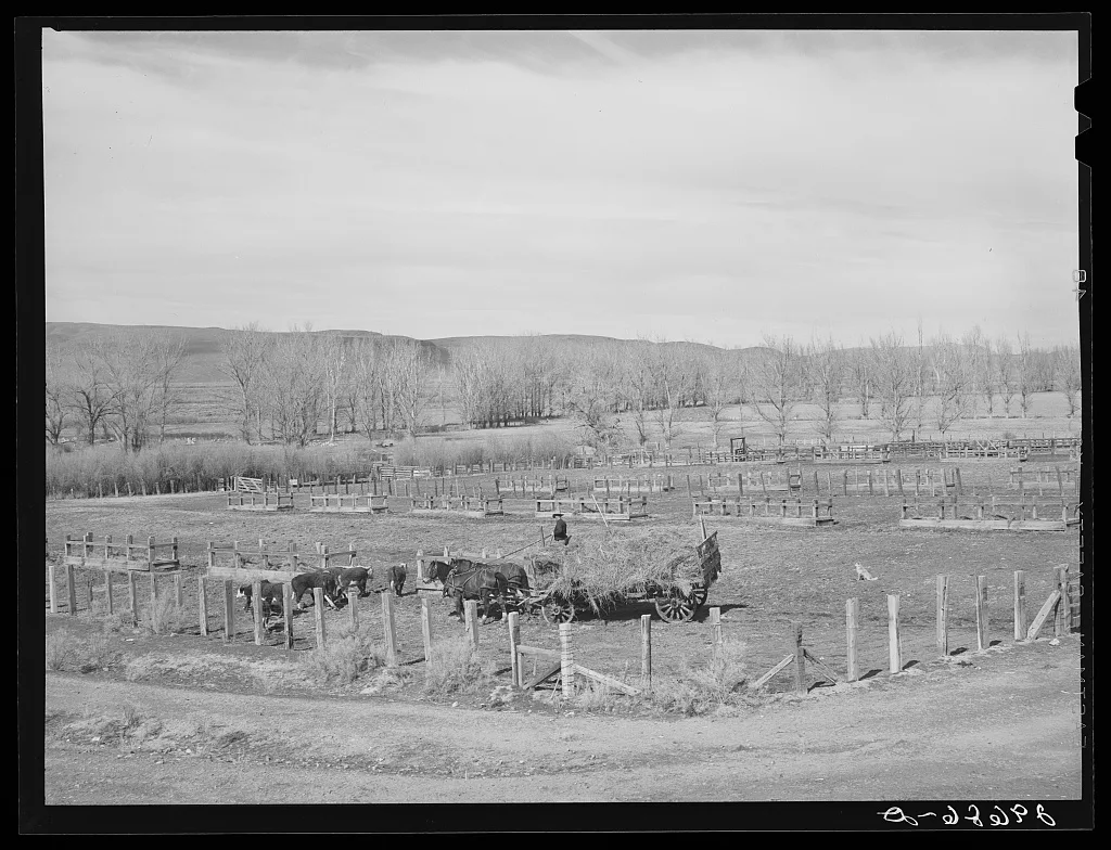 [Untitled photo, possibly related to: Feeding cattle. Horshoe Ranch,…, Nevada, 1940