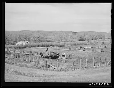 Feeding cattle. Horshoe Ranch, Eureka County, Nevada, 1940
