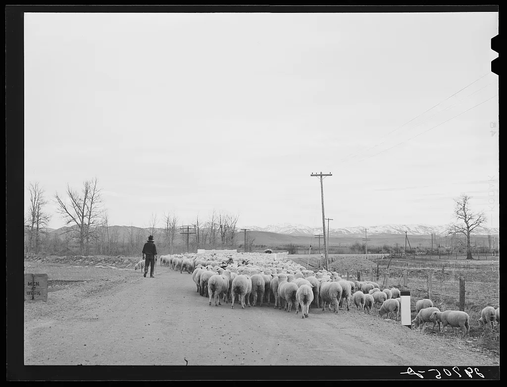 Sheep on highway. Douglas County, Nevada, 1940