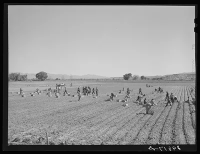 Indians picking radishes on farm near Moapa Reservation, Nevada, 1940