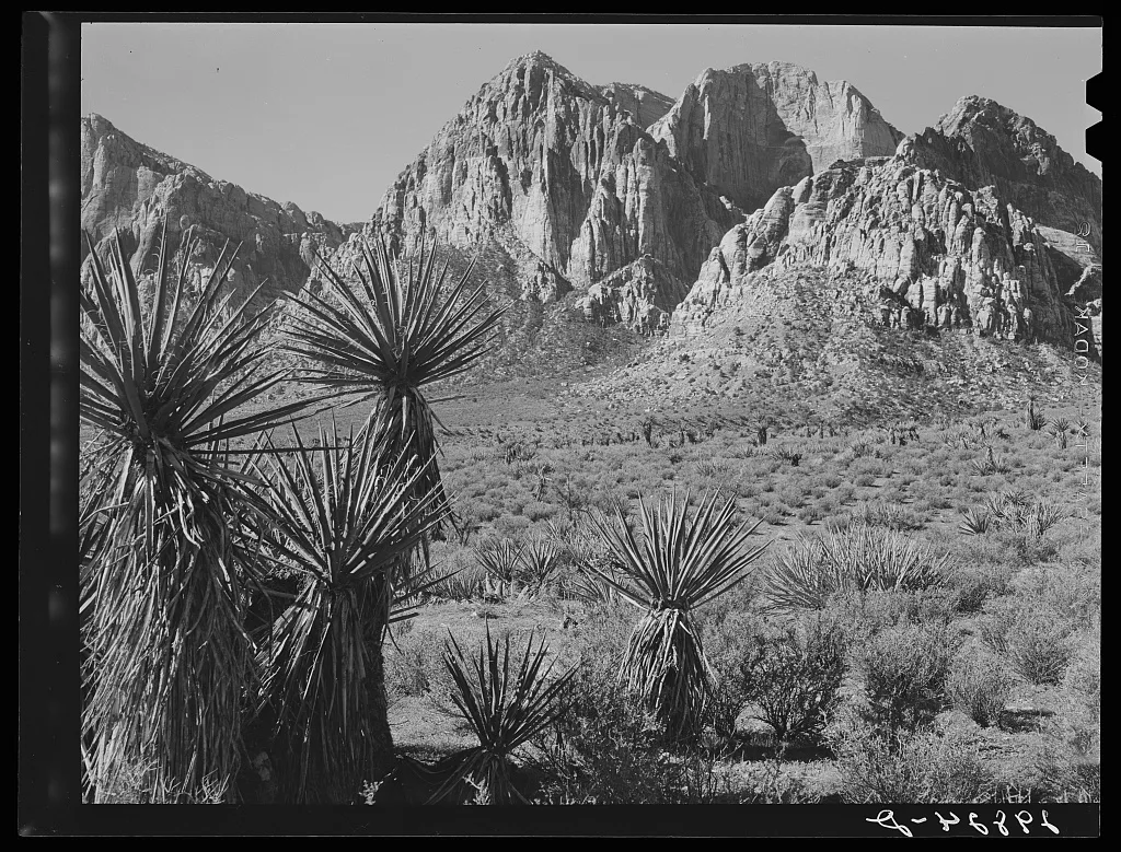 Yuccas and rock formations. Clark County, Nevada, 1940