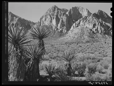 Yuccas and rock formations. Clark County, Nevada, 1940