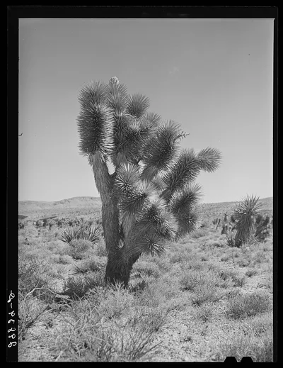 Joshua tree. Clark County, Nevada, 1940