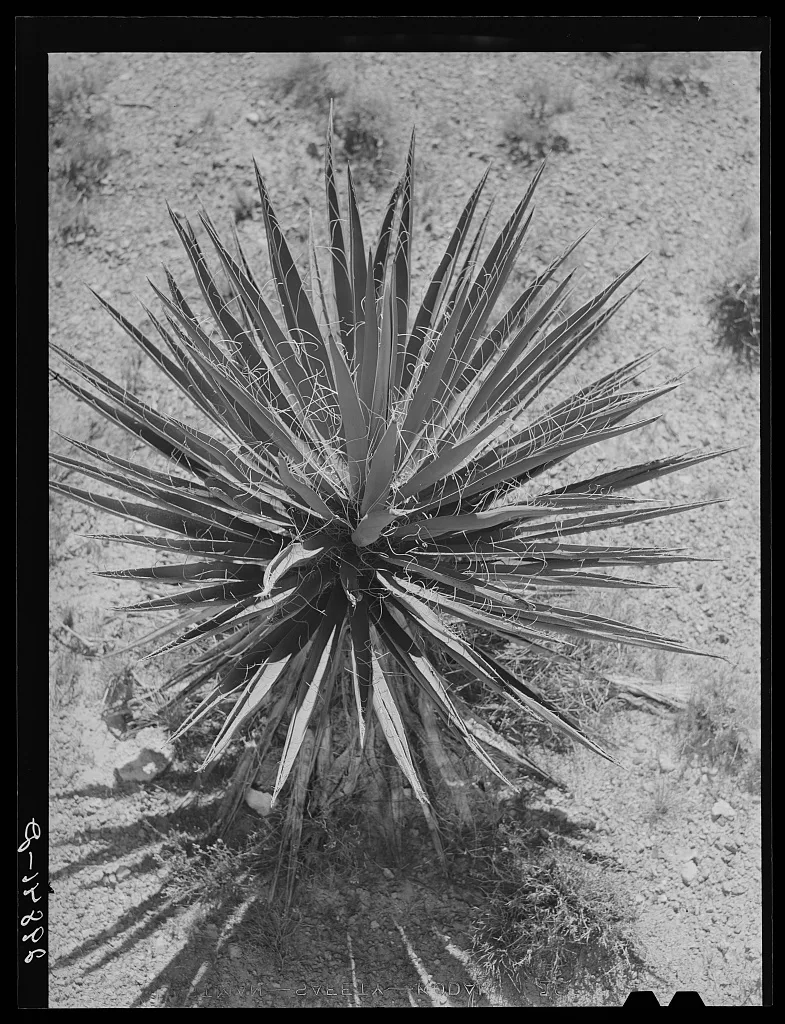 [Untitled photo, possibly related to: Yucca. Clark County, Nevada], 1940