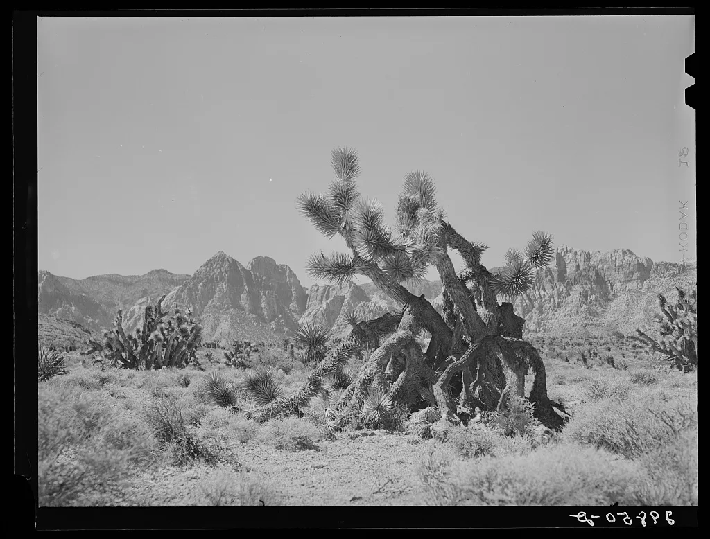 Joshua trees. Clark County, Nevada, 1940
